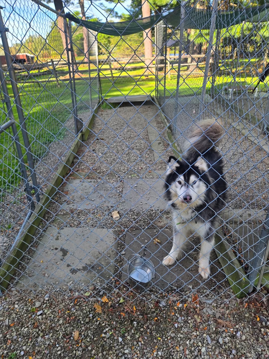 Found Dog in Dewittville
