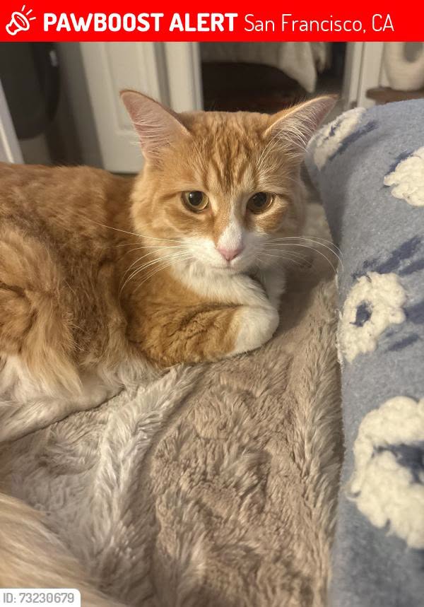 Lost cat