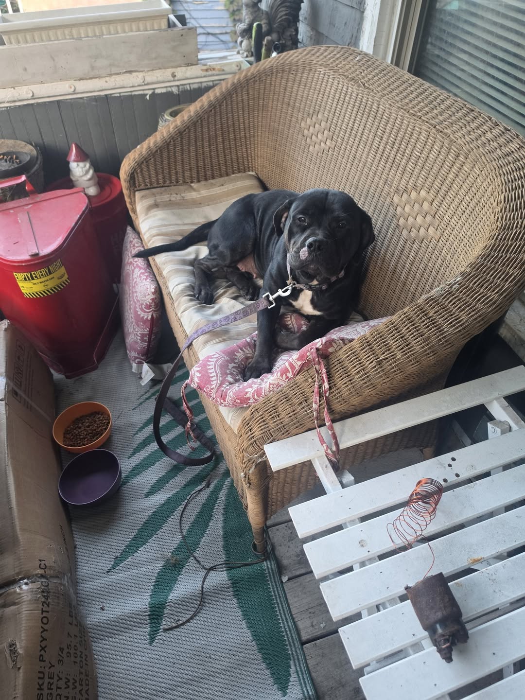 Found dog