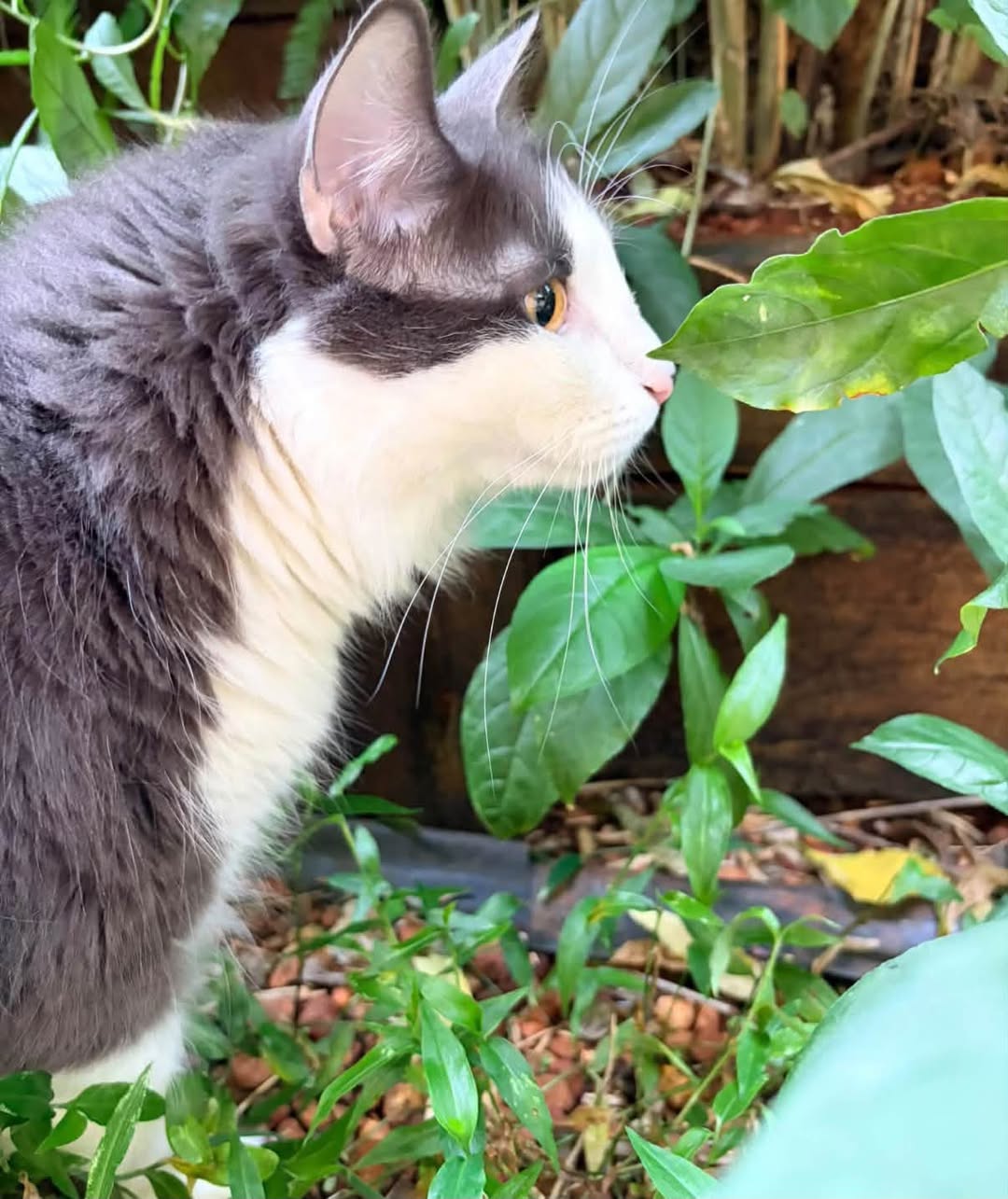 Lost Cat in Australia