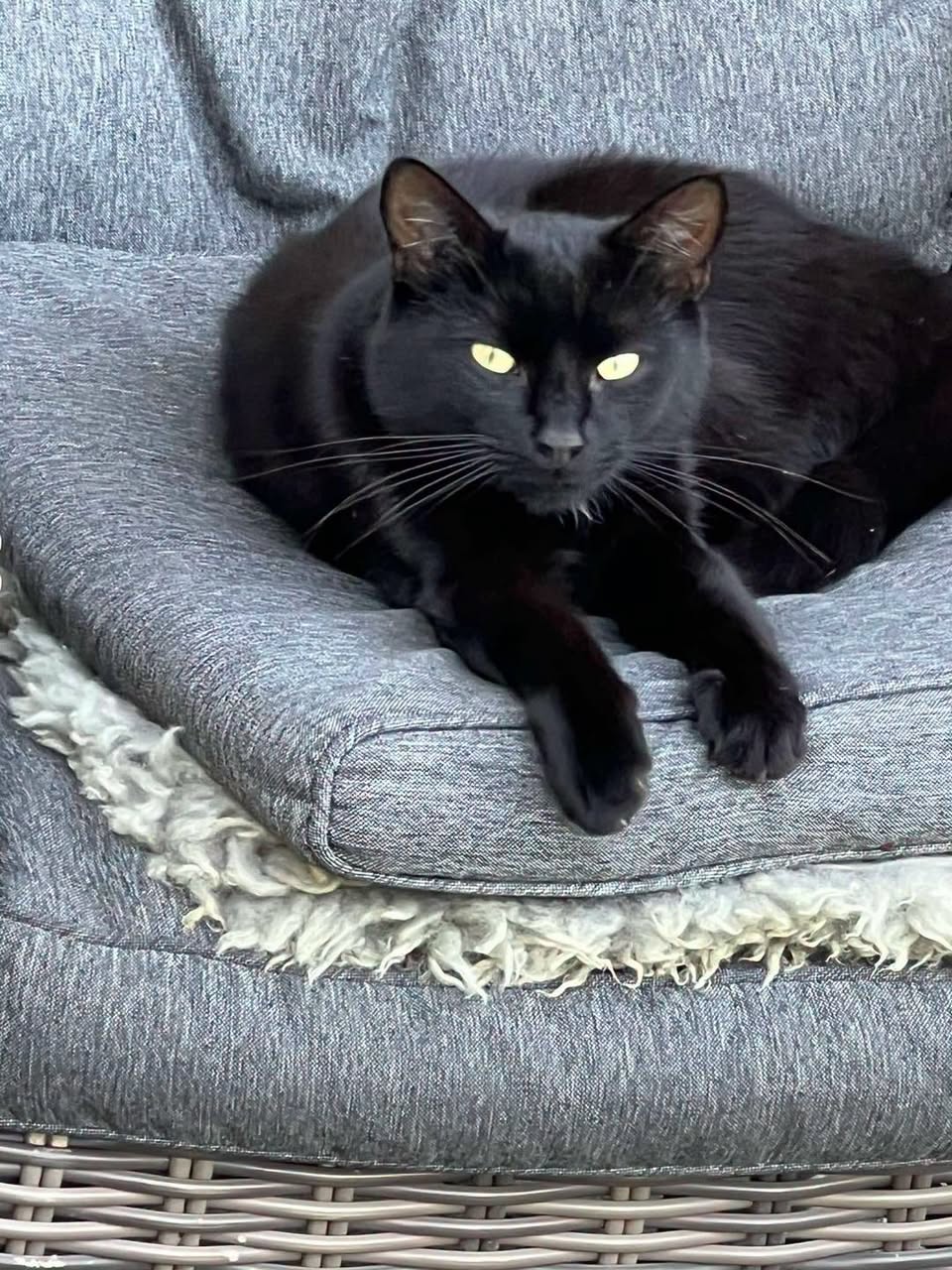 Lost Cat in Vestby