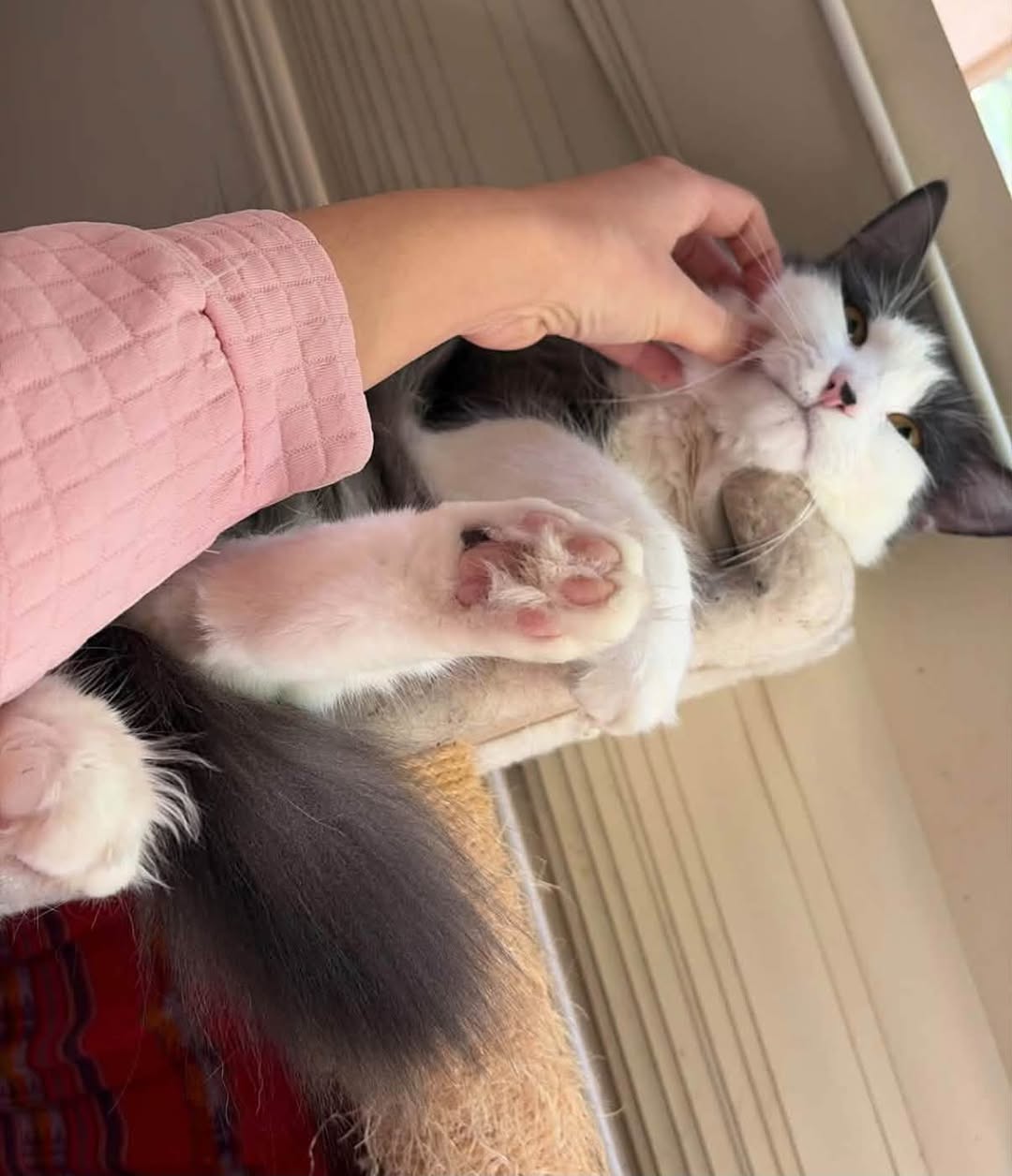 Lost Cat in Australia