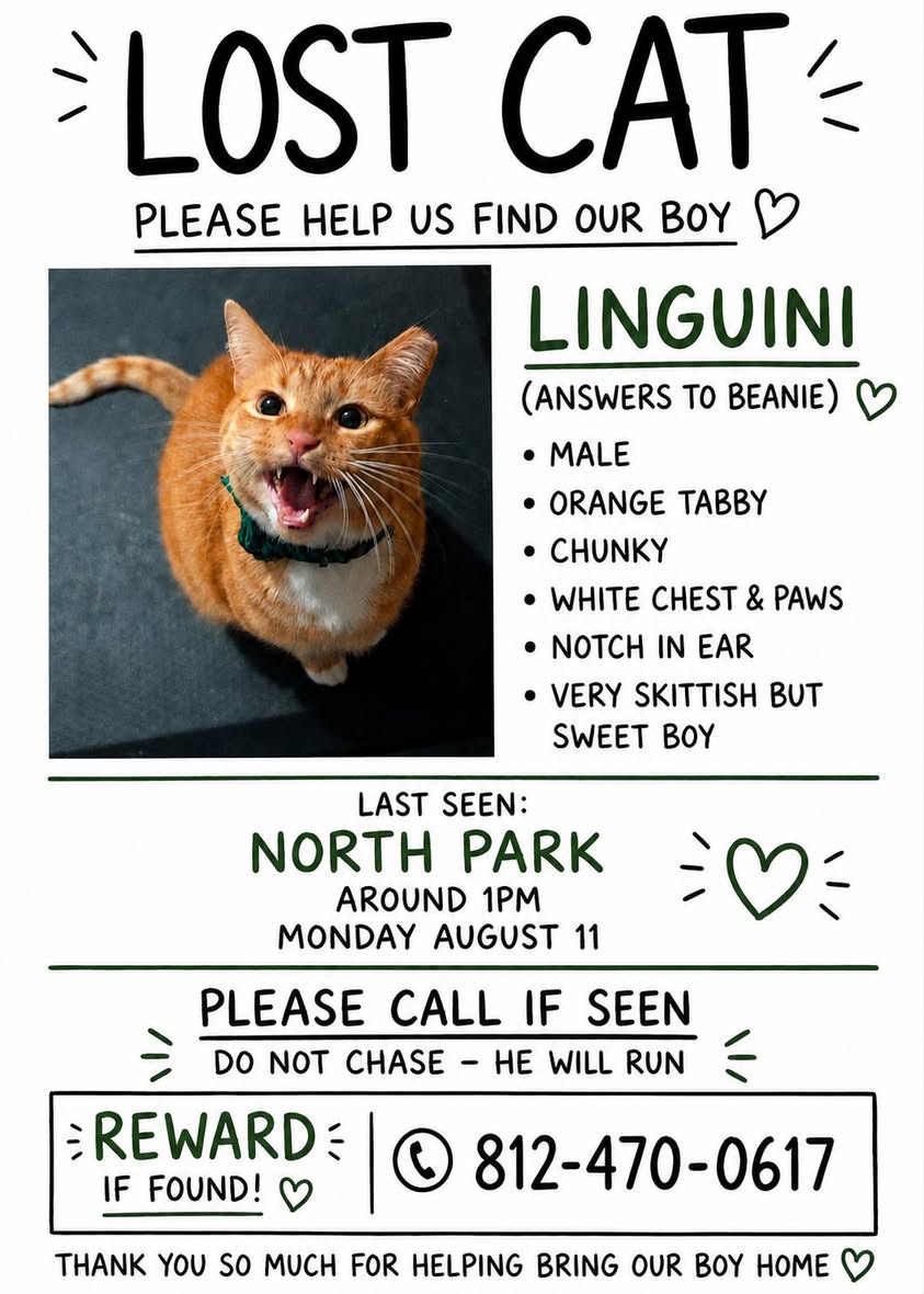 Lost Cat in Evansville