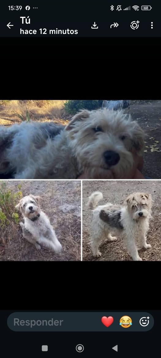 Lost dog
