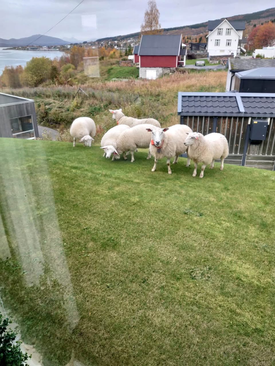 Found Sheep in Senja