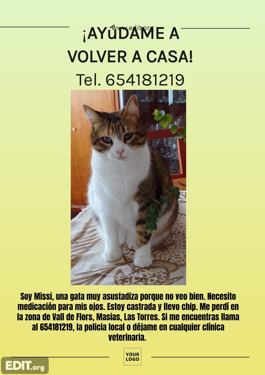 Lost Cat in Las Torres