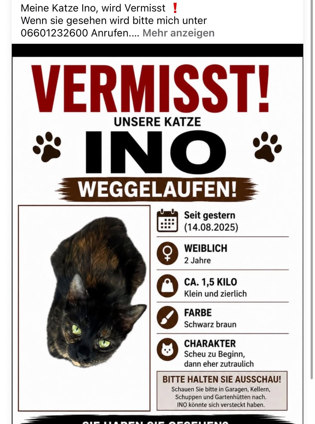 Lost Cat in Austria