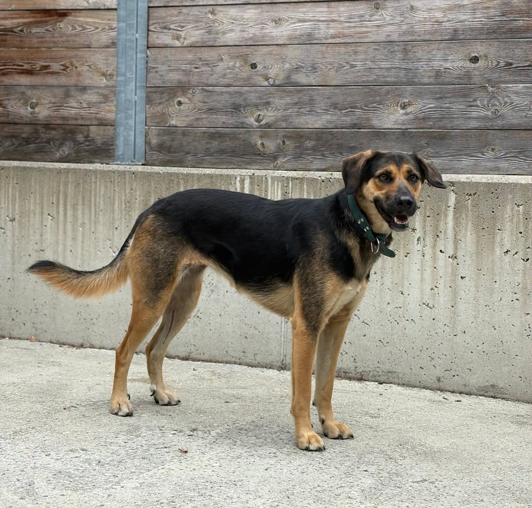 Found dog