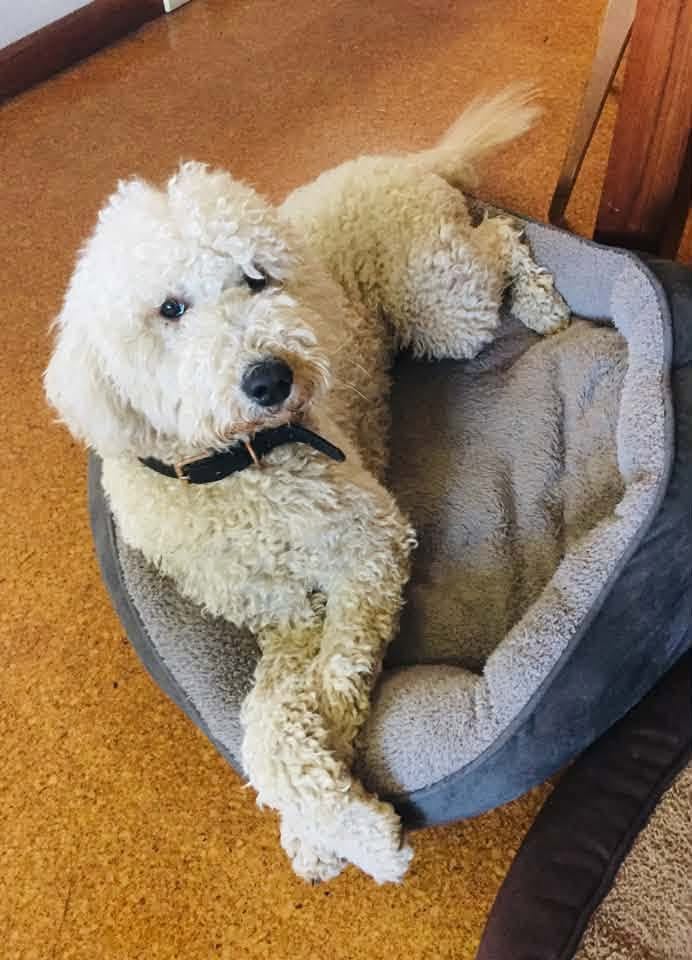 Lost dog