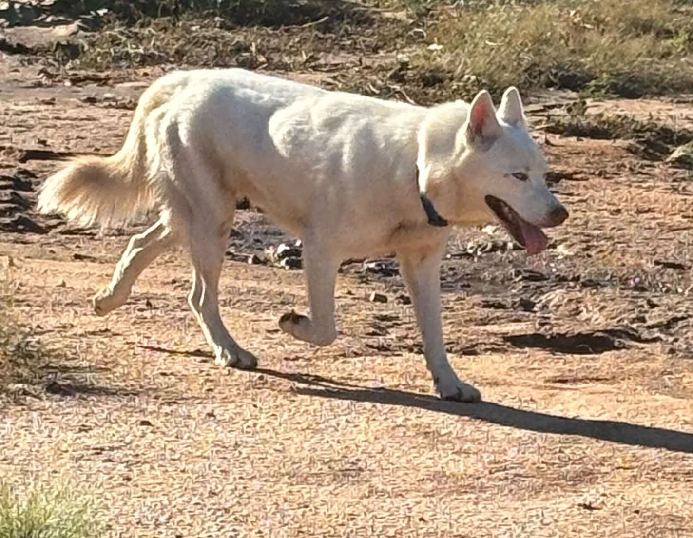 Found dog