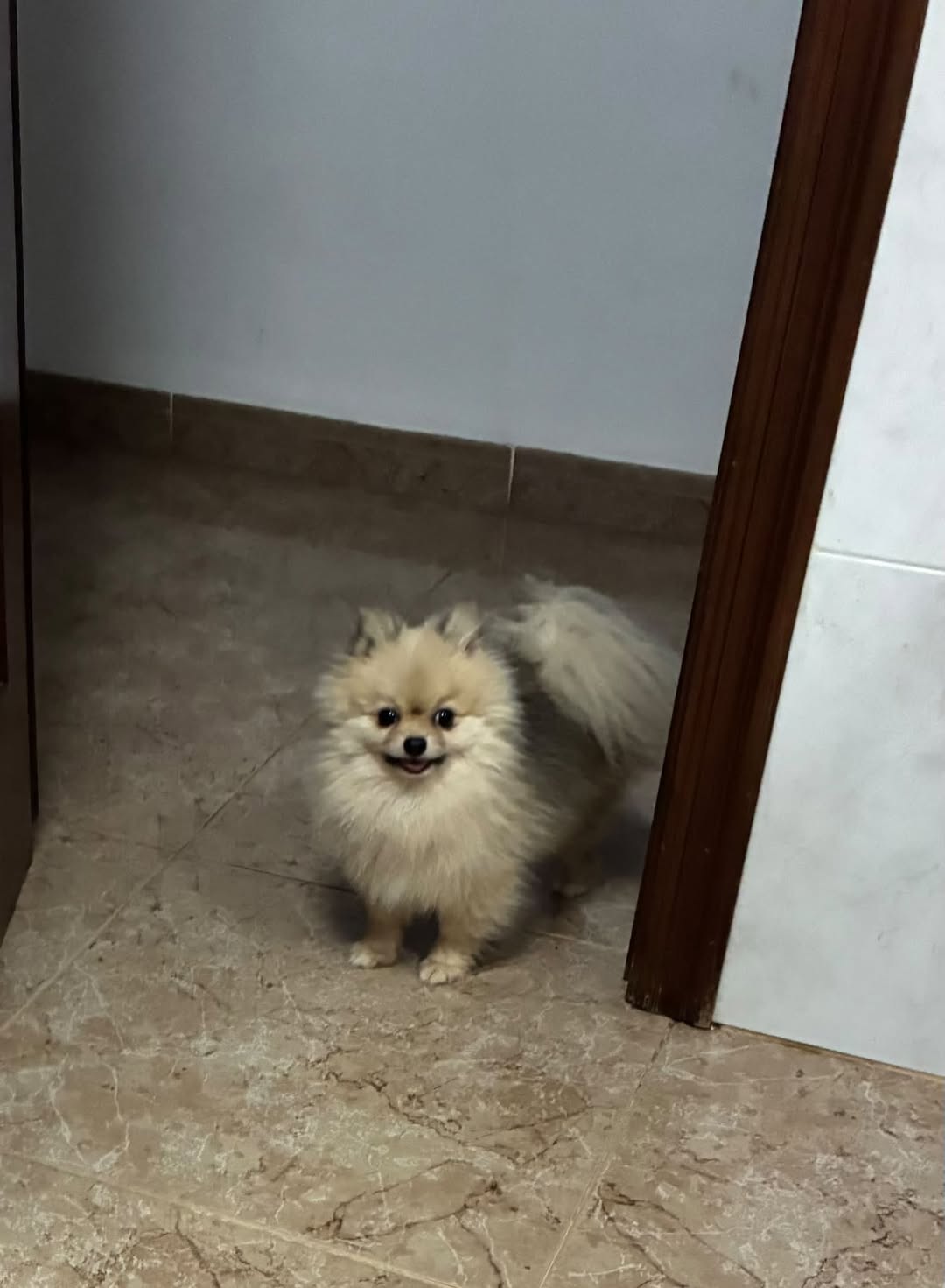 Lost dog