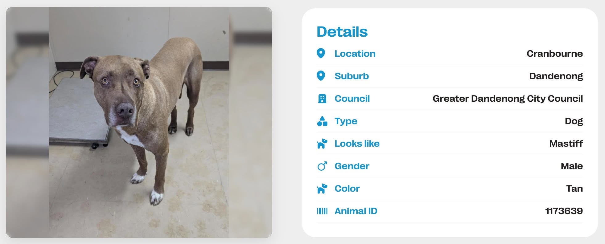 Found dog