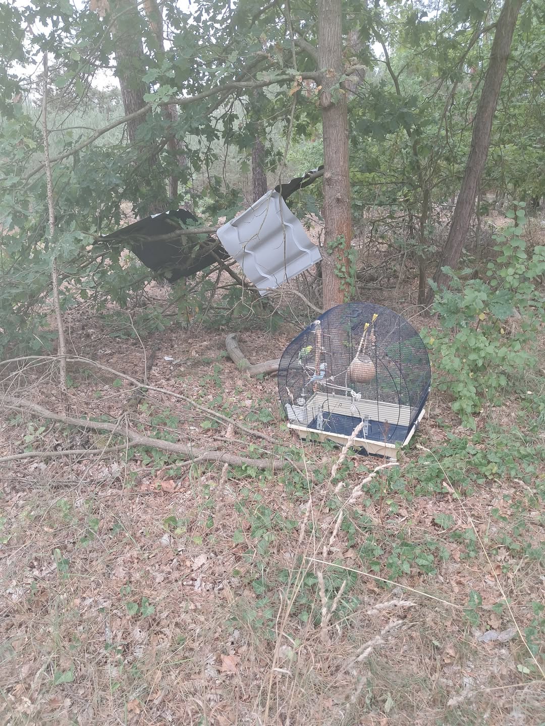Found Bird in Austria