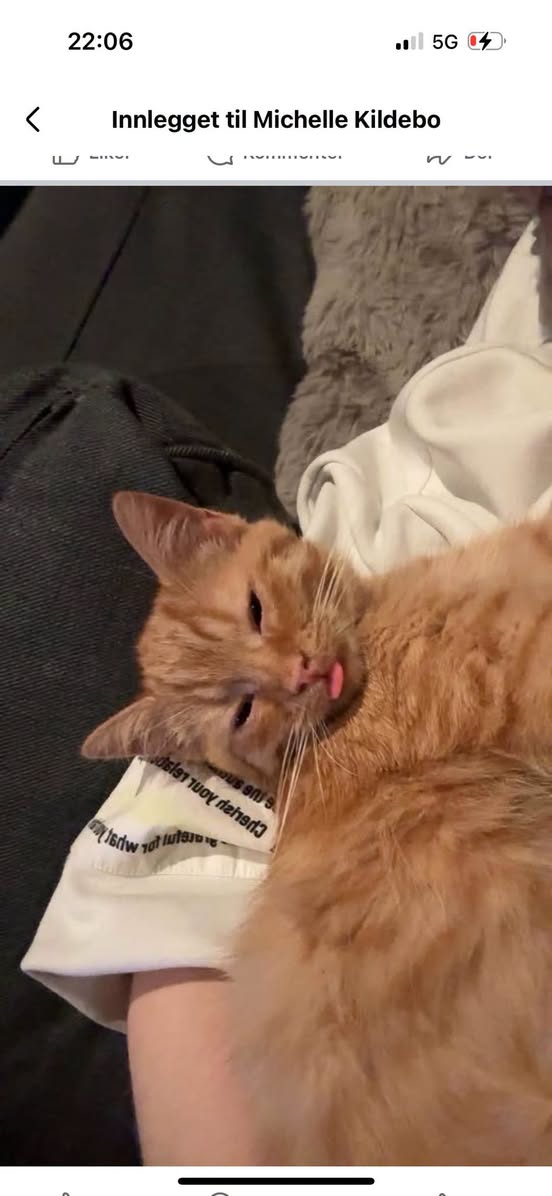 Lost Cat in Sarpsborg
