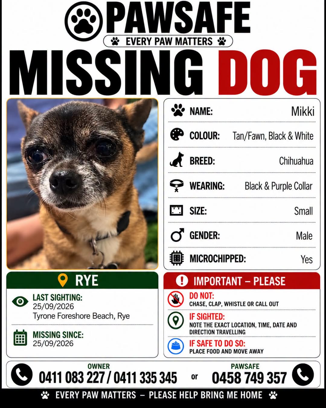 Lost dog