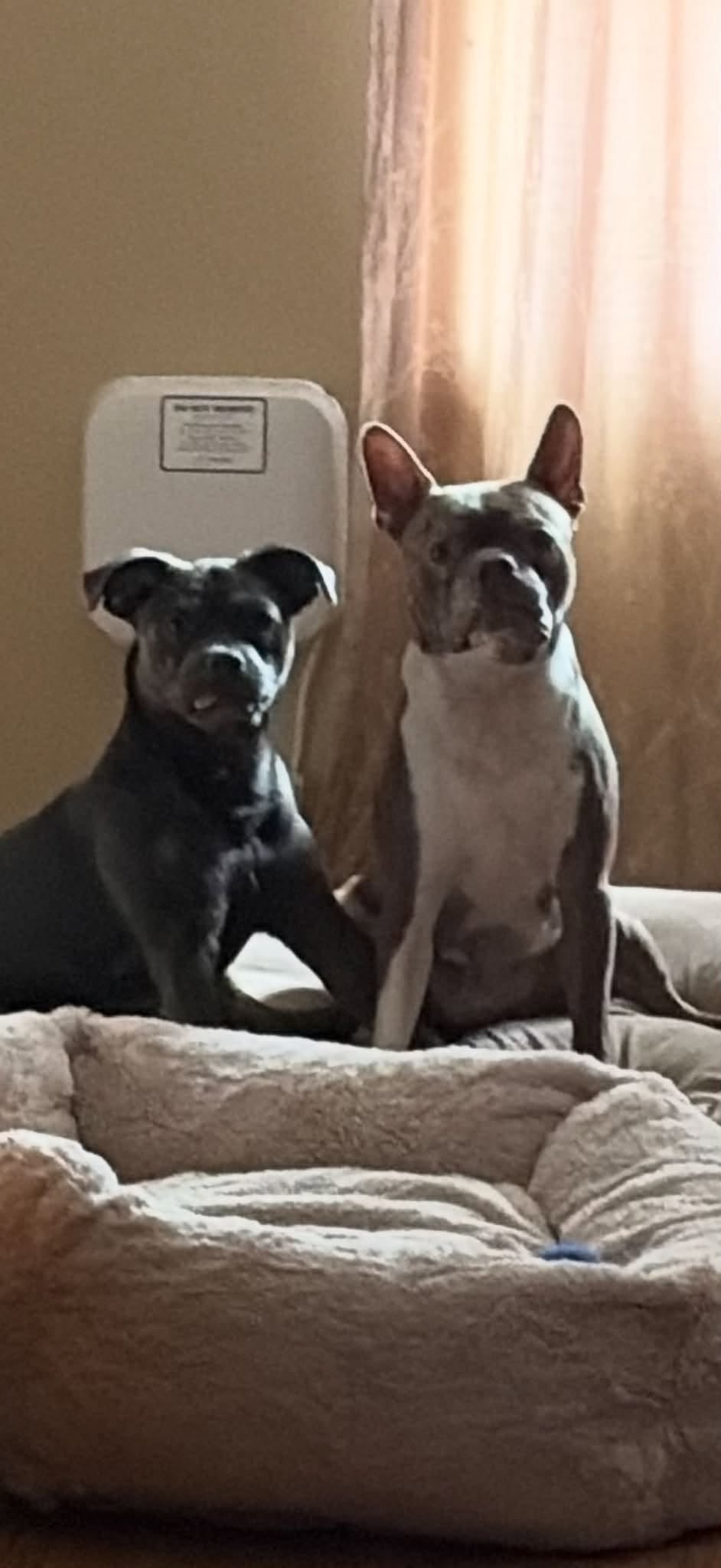 Lost Dog in Meyokumin School Area