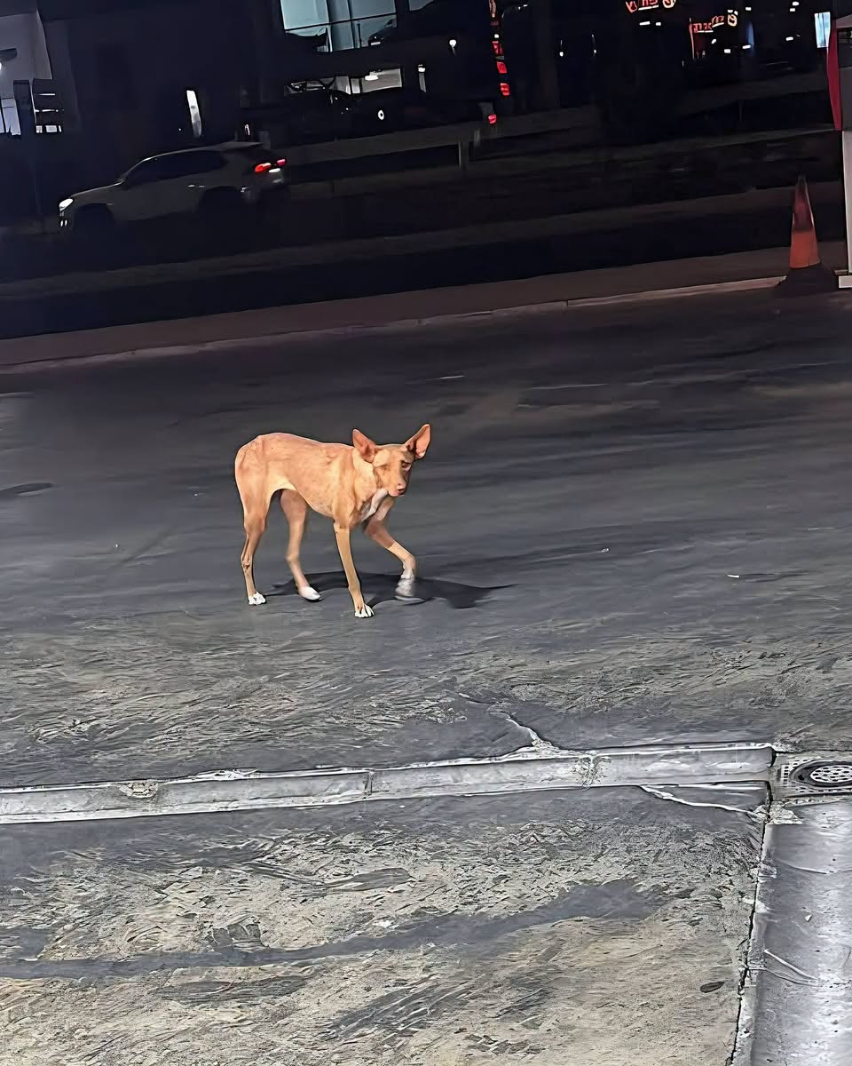 Found dog