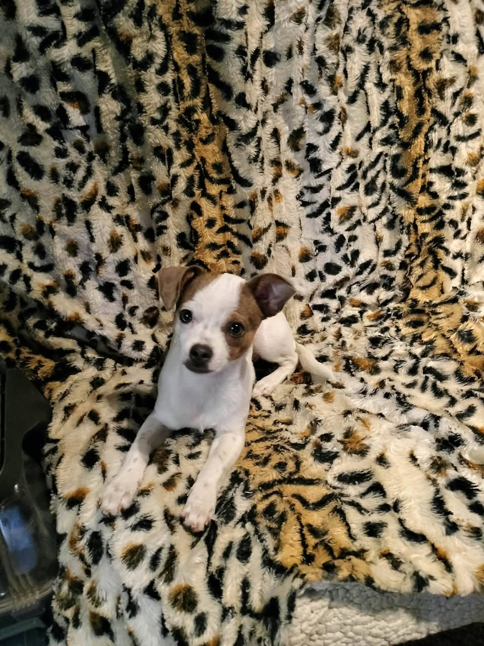 Lost Dog in Wasilla-Fishhook