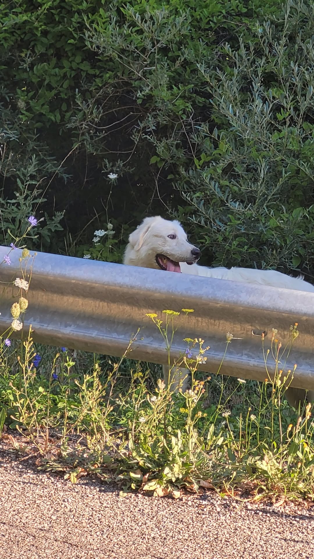 Found dog