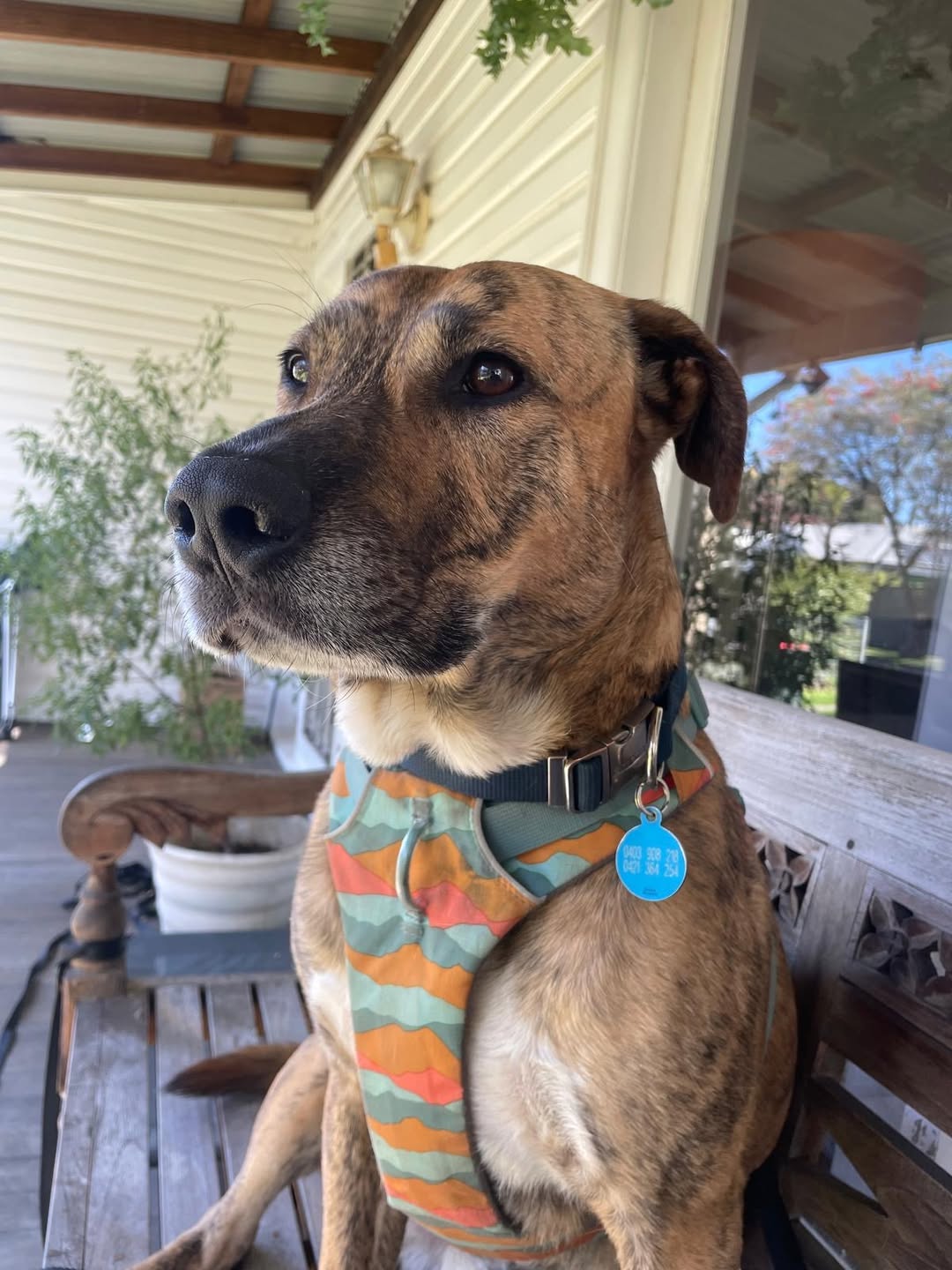 Lost dog