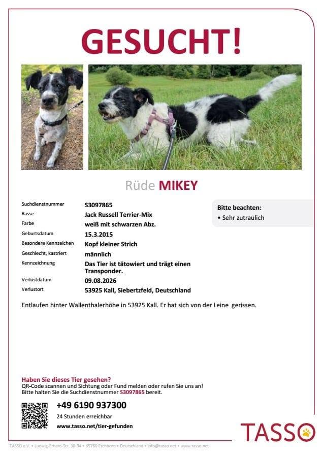 Lost Dog in Kall