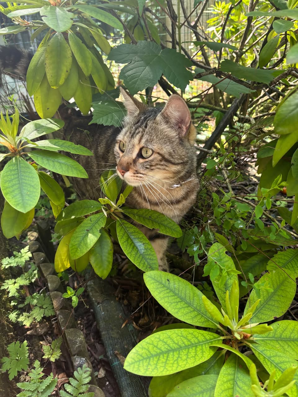 Lost cat