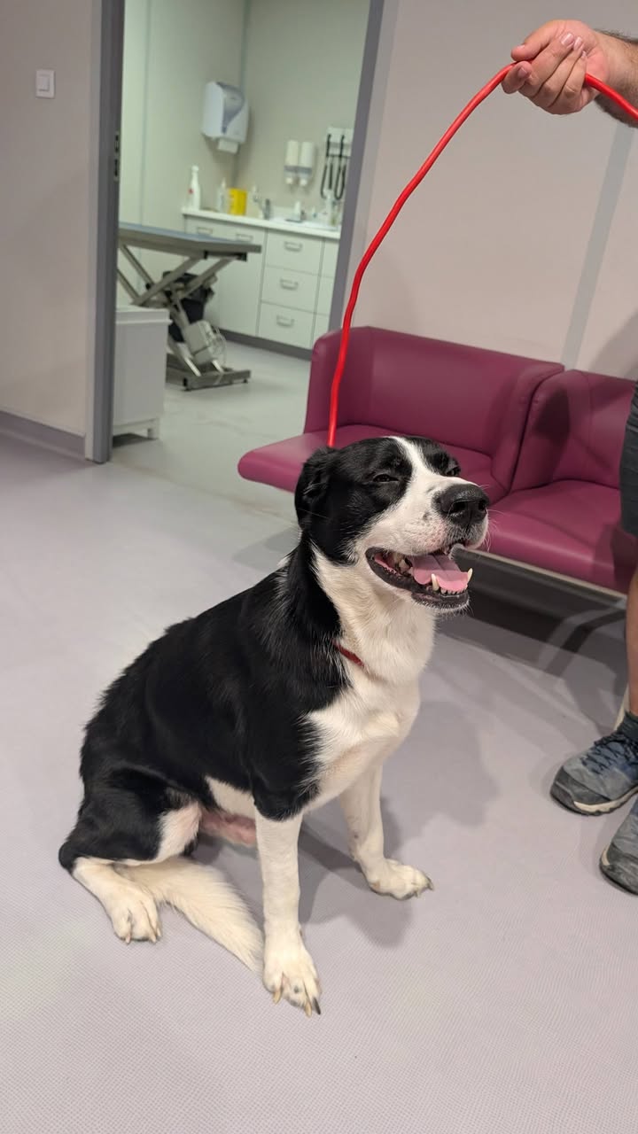 Found dog