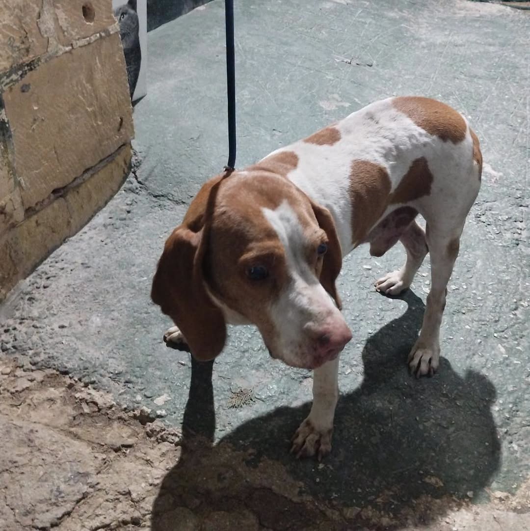 Found Dog in KerċEm