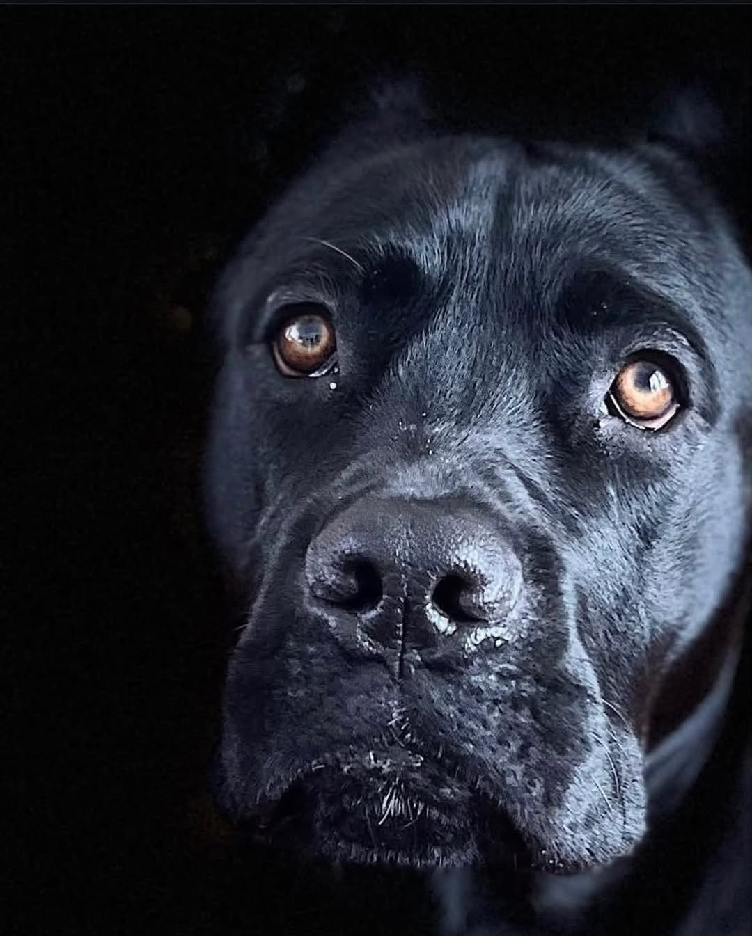Lost dog