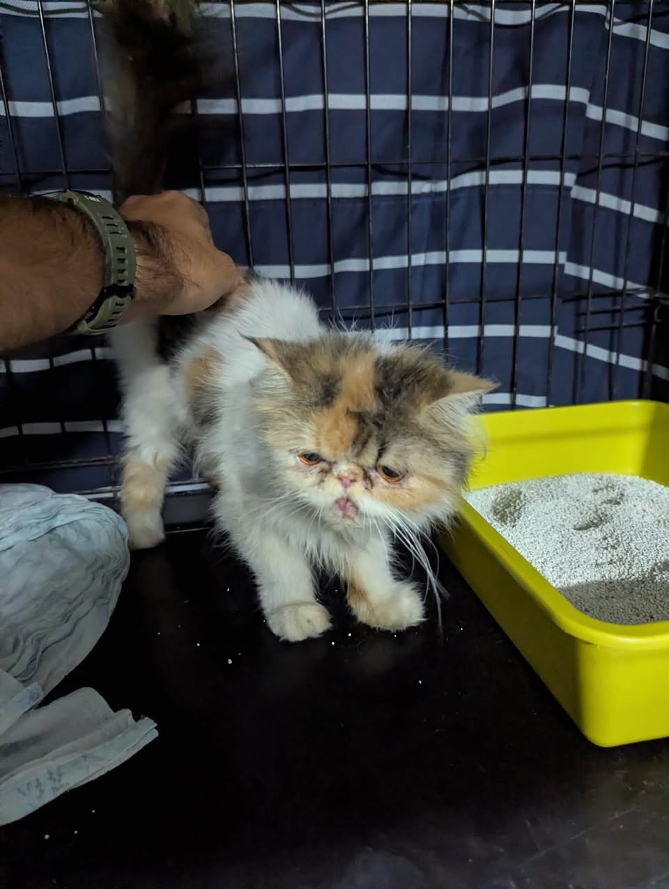 Found cat