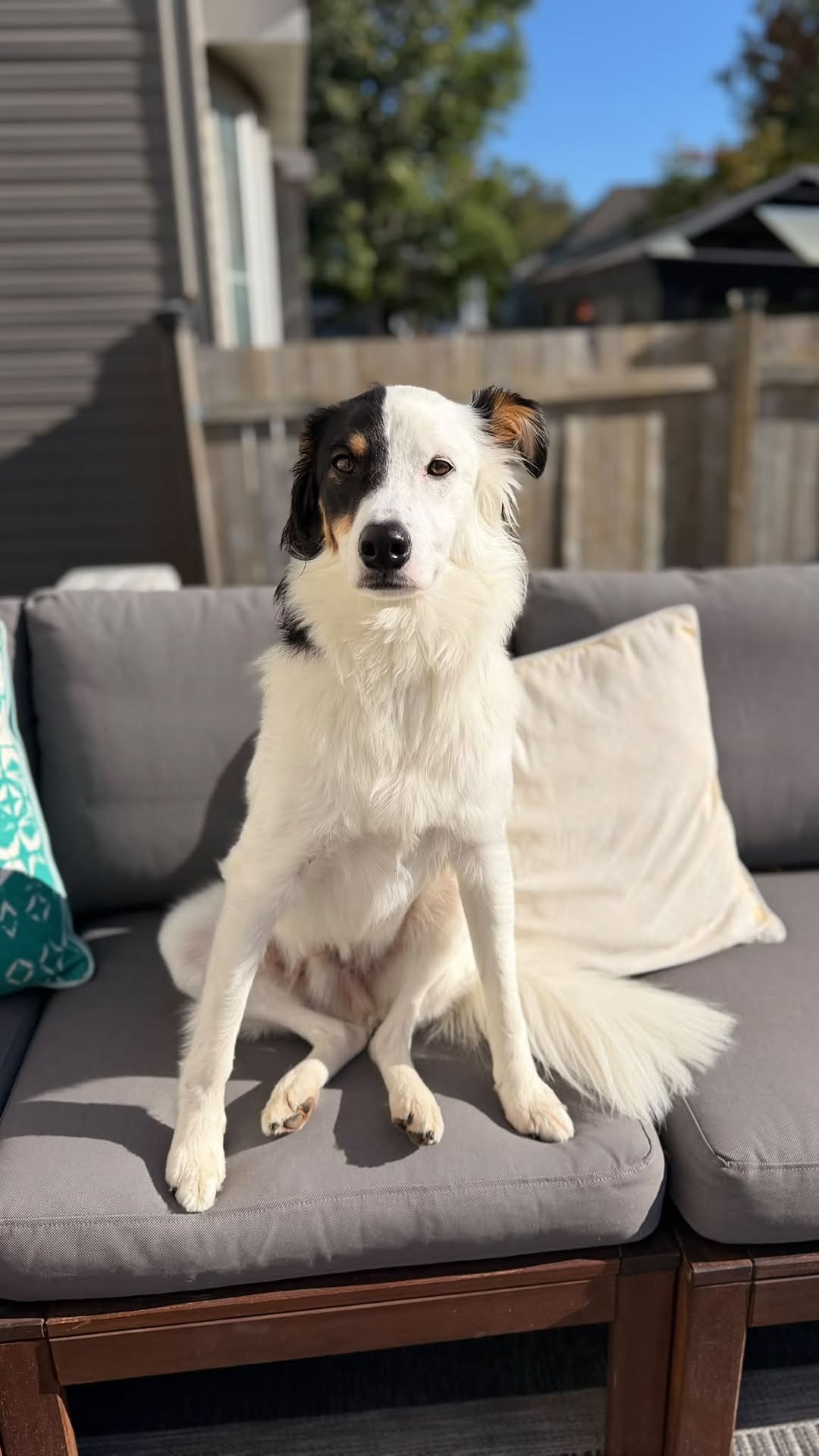 Lost Dog in Alta Vista