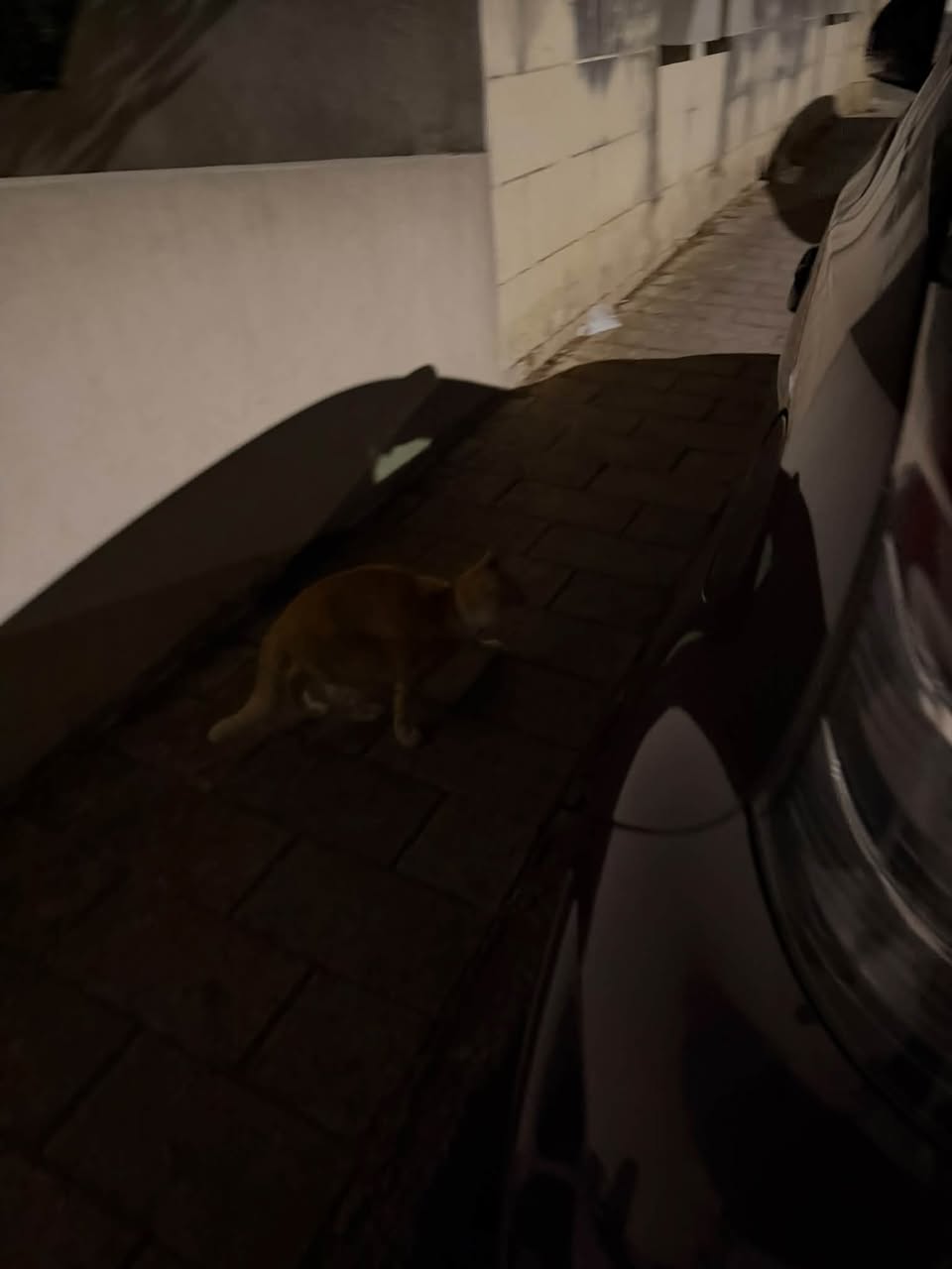 Found cat
