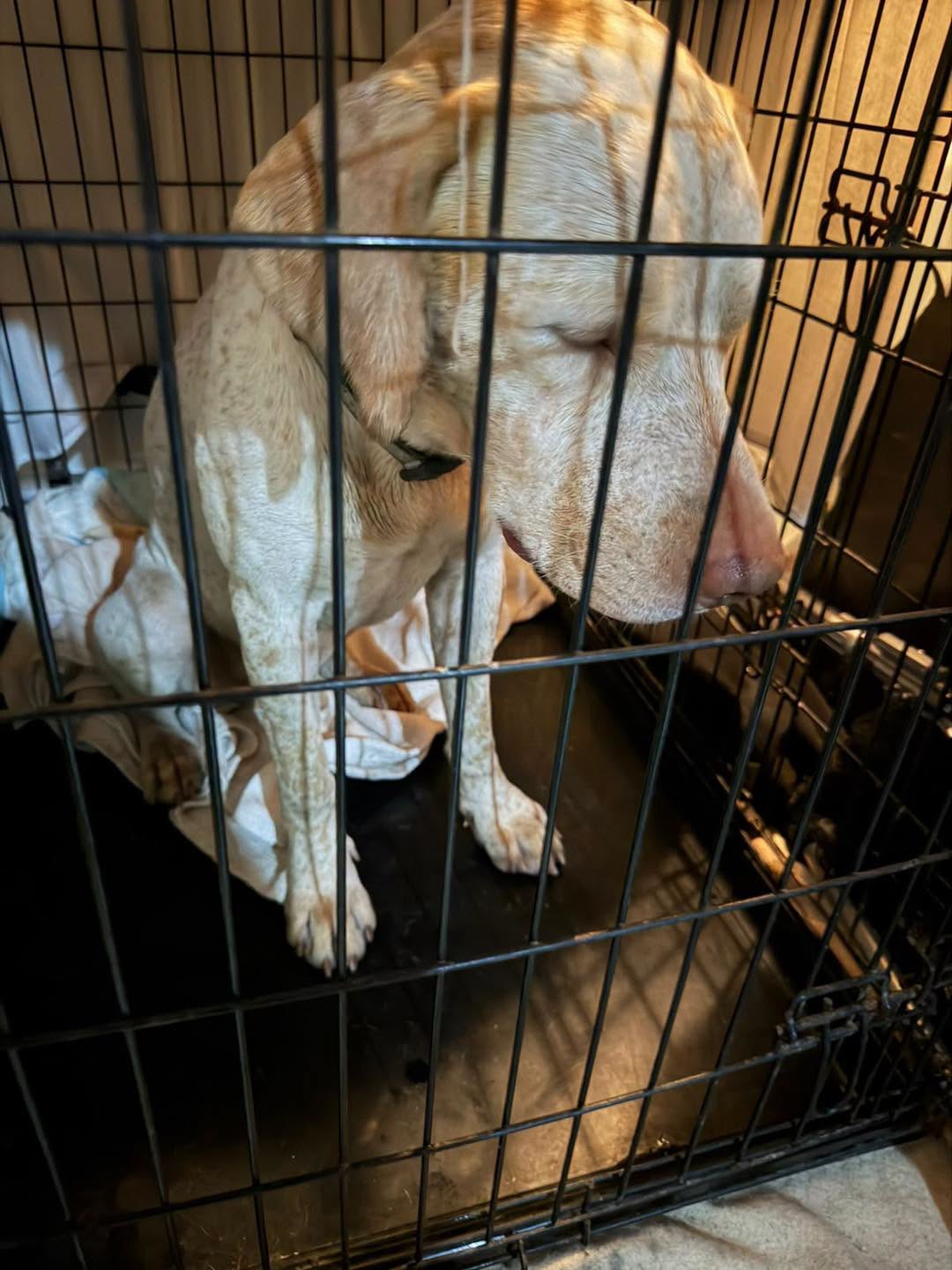 Found Dog in BirżEbbuġA