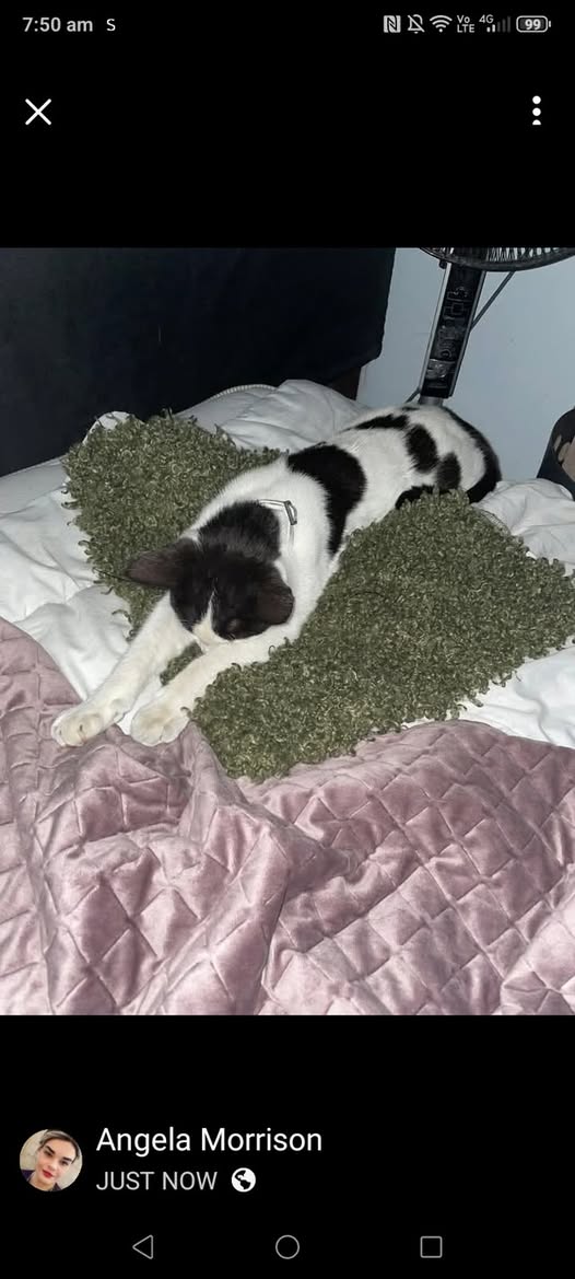 Lost Cat in Thornlie