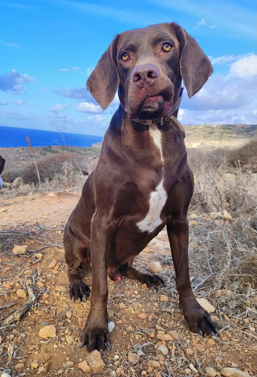 Lost dog