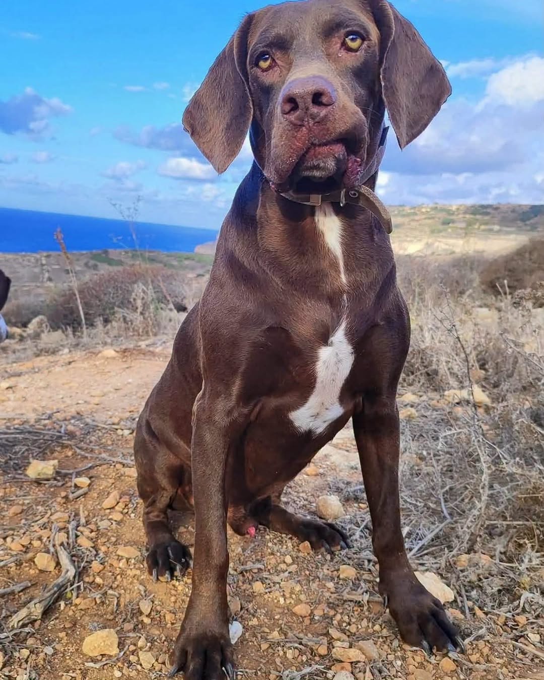Lost dog