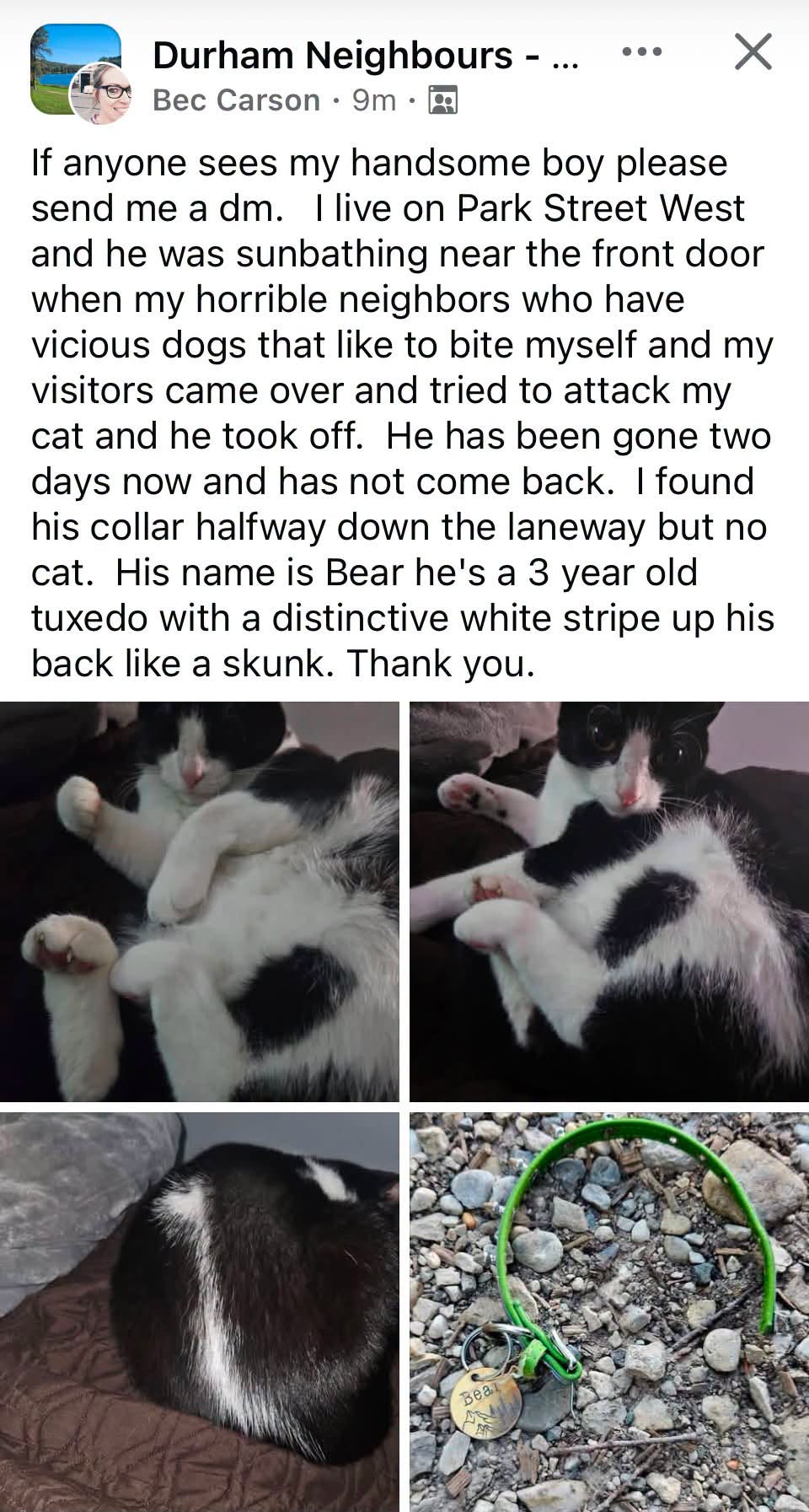 Lost cat