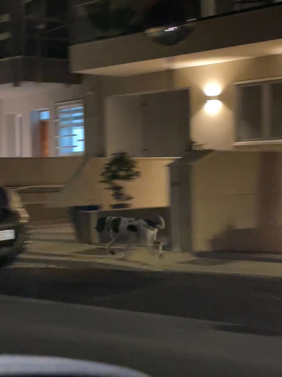Found Dog in Dingli To Rabat