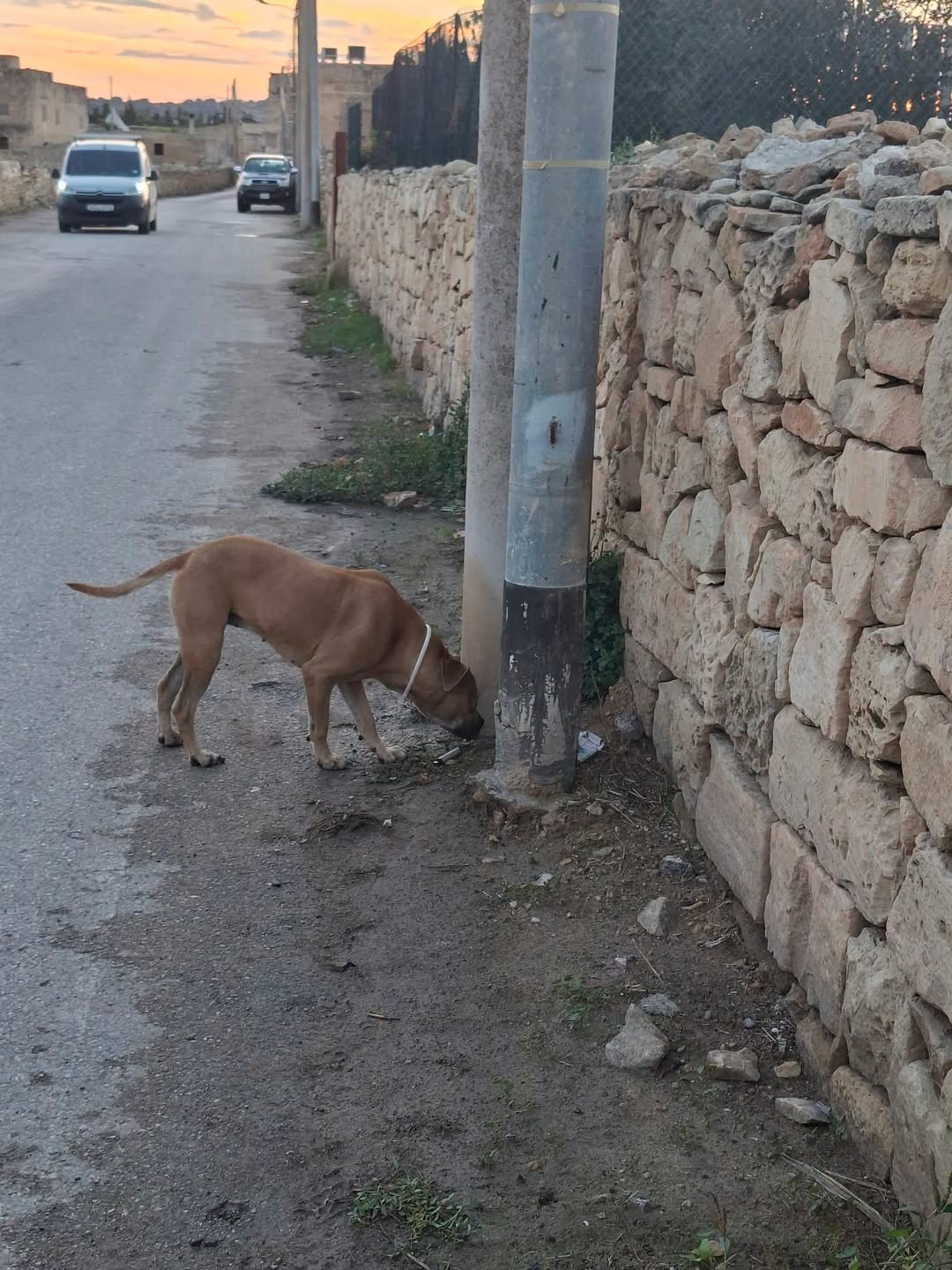 Found Dog in Haz-Zebbug