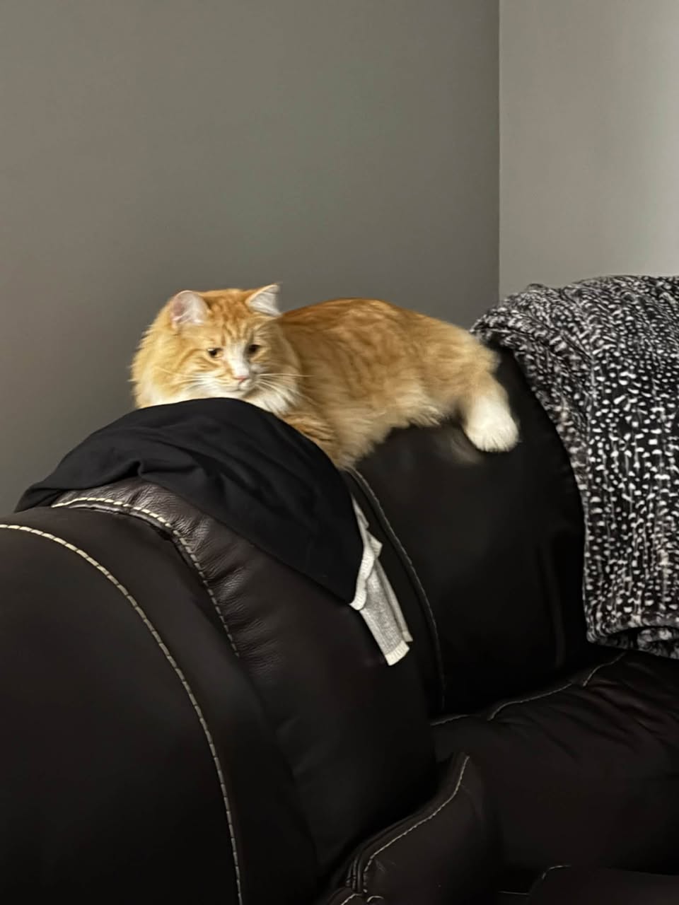 Found cat