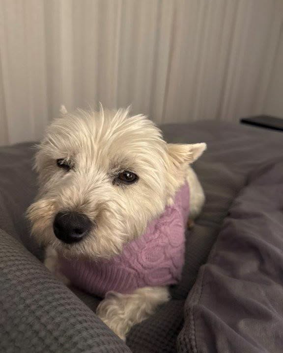 Lost dog