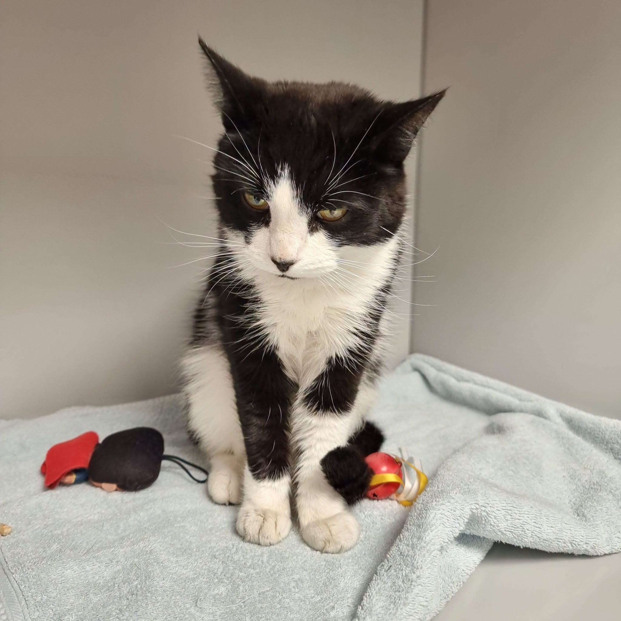Found cat