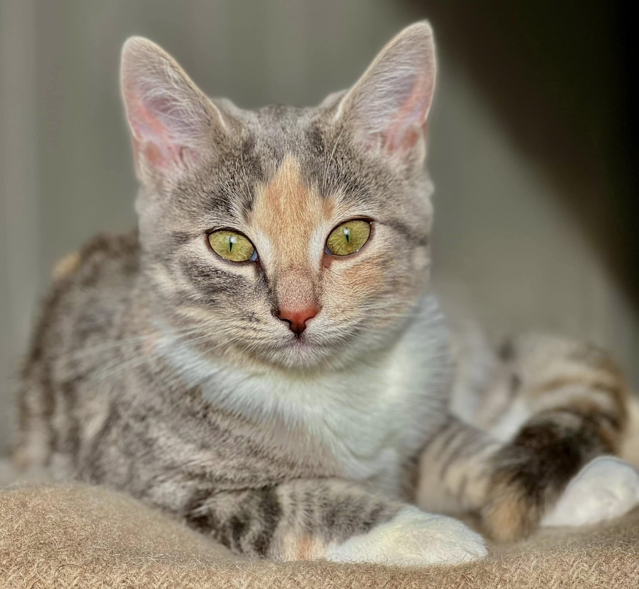 Lost Cat in SunnmøRe