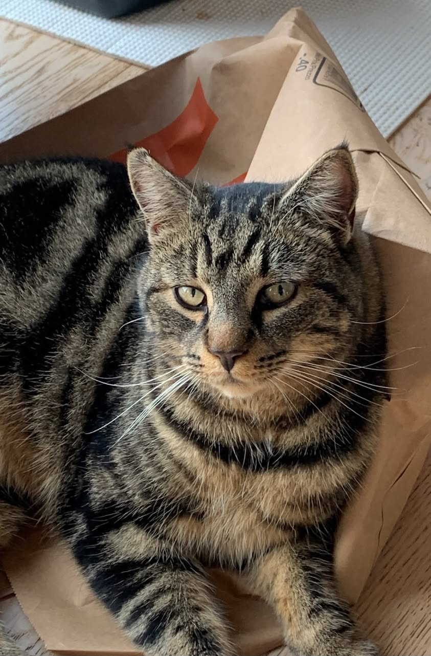 Lost cat