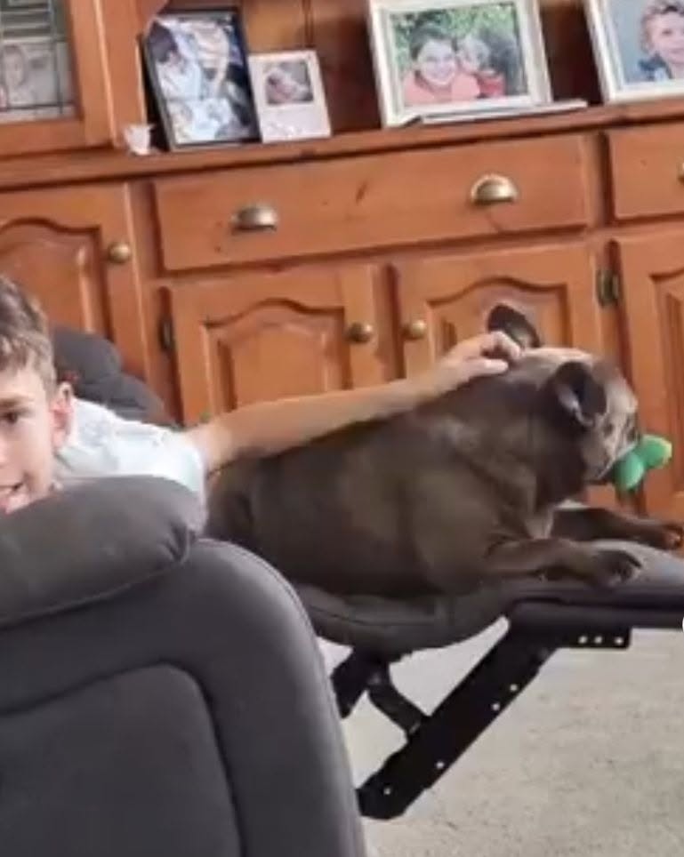 Lost Dog in Australia