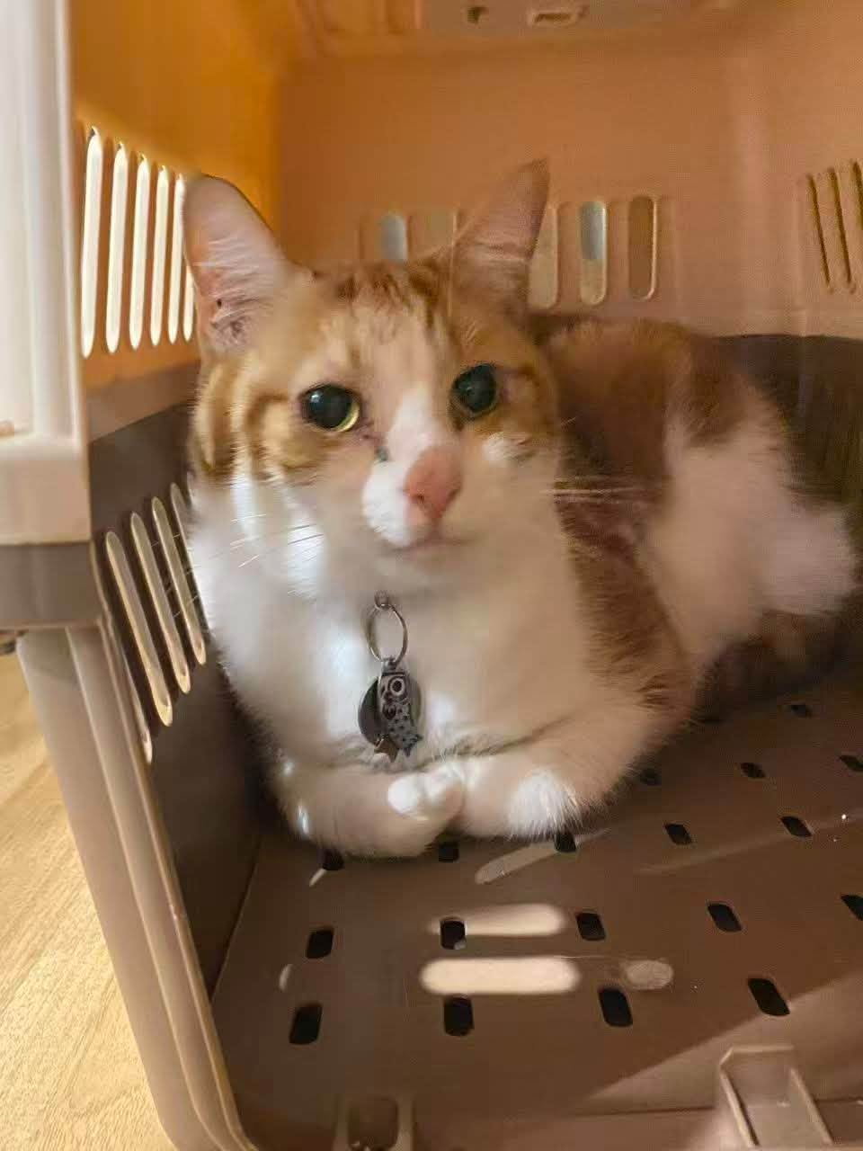 Found cat