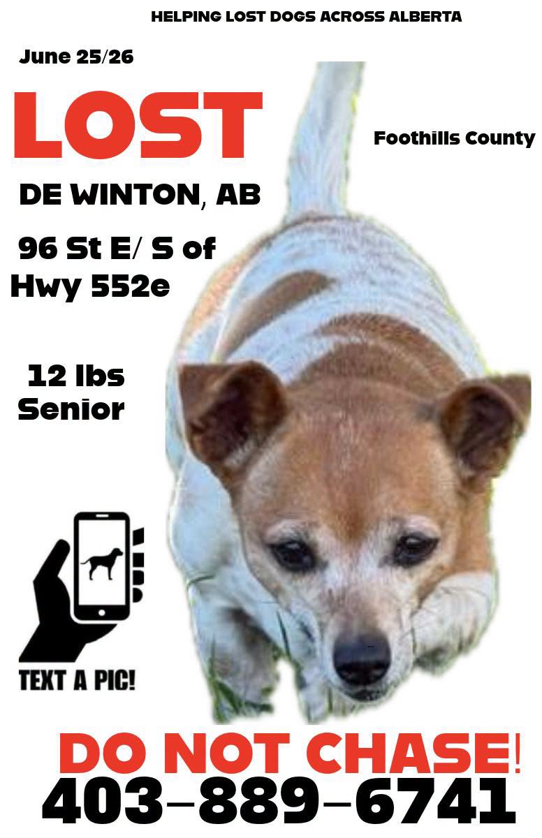 Lost dog