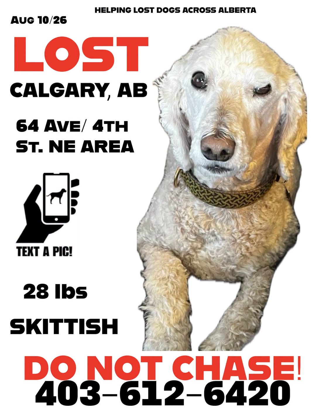 Lost dog