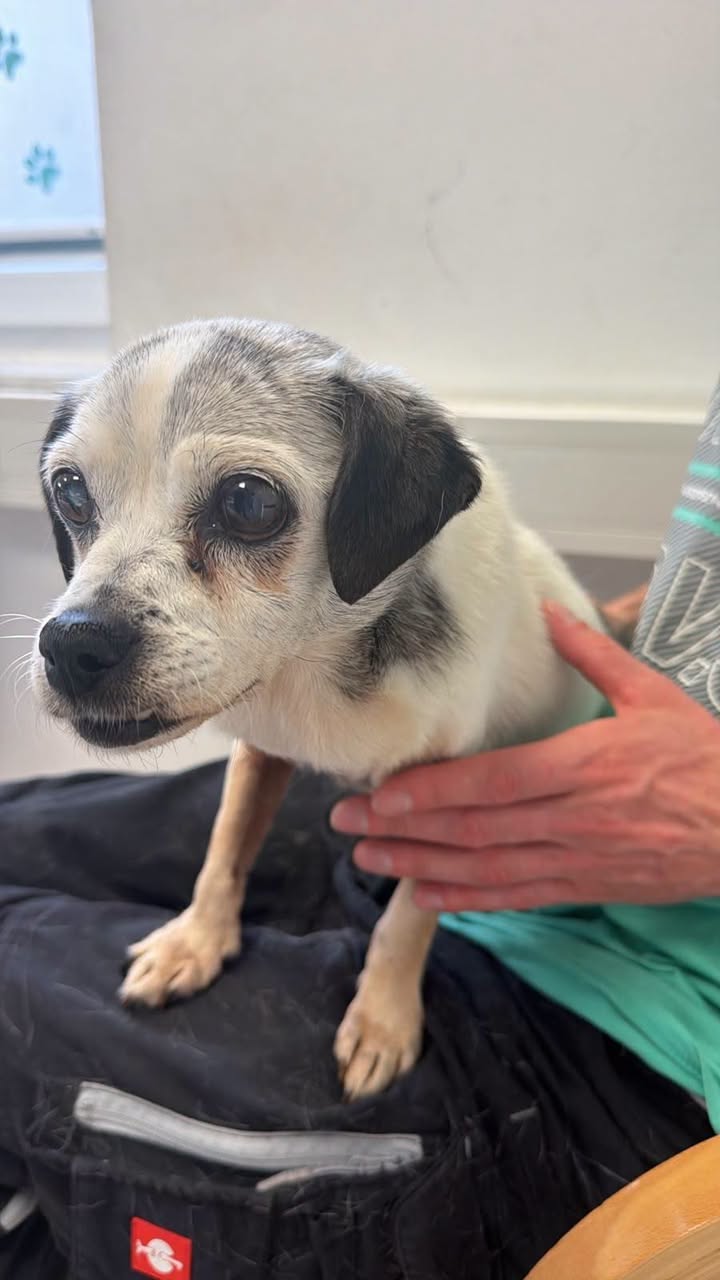 Found dog