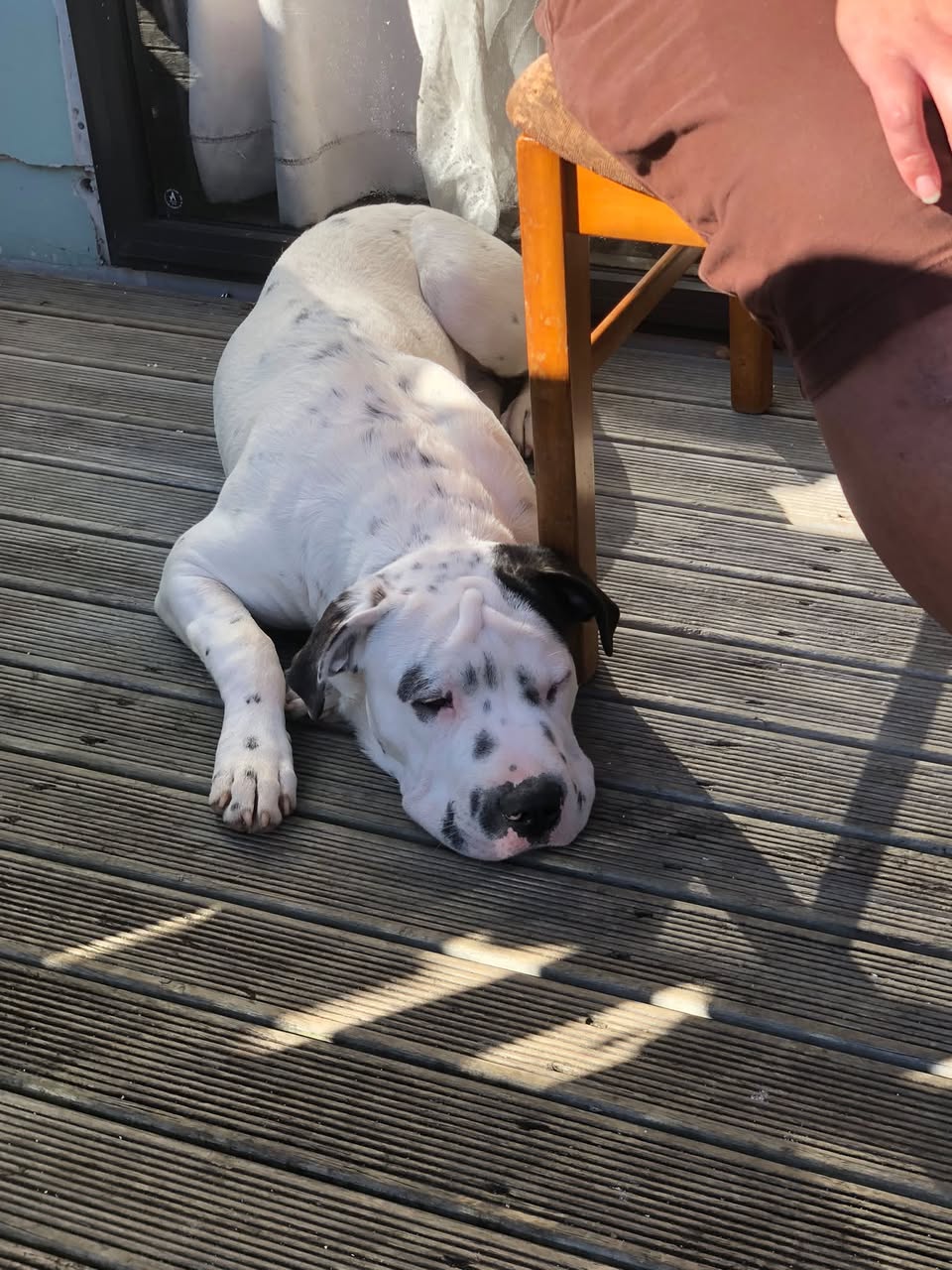 Found dog